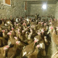 بوقلمون|حیوانات مزرعه|دهگلان, |دیوار