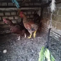 مرغ و خروس فروشی