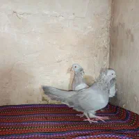 کفتر اصفهانی|پرنده|برخوار, |دیوار