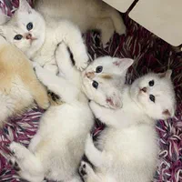 این کوچولوی ملوس در انتظار شماست/فروش گربه خانگی|گربه|اهواز, کیانپارس |دیوار