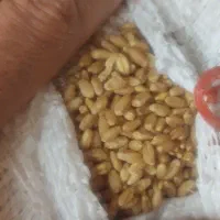 گندم ابی درجه یک 540گیلو موجود هست|خدمات باغبانی و درختکاری|چگنی, |دیوار