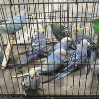 10عدد جوجه مرغ عشق رینبو