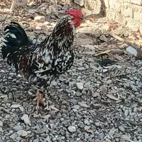 تخم مرغ تازه با نطفه صدرصد|حیوانات مزرعه|خان ببین, |دیوار