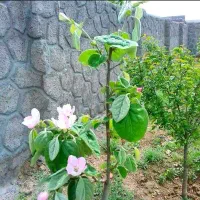 باغ ویلا نرسیده به صوفیان|فروش خانه و ویلا|صوفیان, |دیوار