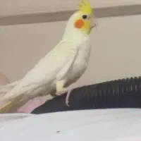 دوعددجوجه عروس نروماده سه ماه