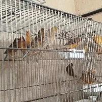 قناری سفید.طلایی.سرخ.پرتقالی برفکی.|پرنده|شیراز, دست خضر|دیوار