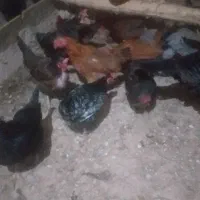 مرغ محلی|حیوانات مزرعه|دهگلان, |دیوار