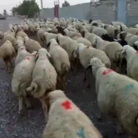 ۱۵۰ راس میش داشتی درجه یک به شرط اپستن|حیوانات مزرعه|اهواز, بهارستان|دیوار