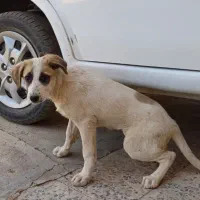 سگ خانگی پاکوتاه|سگ|خرم‌آباد, |دیوار
