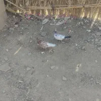 جفت نوچه ایرانی