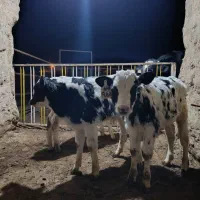 گوساله هلشتاین اصیل  قطع شیر|حیوانات مزرعه|رامند, |دیوار