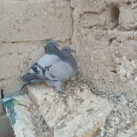 دوجفت جوجه سبزمسافتی نر