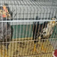 فروش مرغ و خروس|حیوانات مزرعه|جم, |دیوار