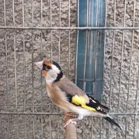 سهره نامبروان.. جفتی هر رنگ قناری|پرنده|فردیس, طالقانی|دیوار