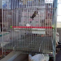 سهره|پرنده|ایلام, |دیوار