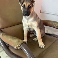 توله 3 ماه ژرمن