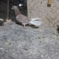 سبزو دم سفید|پرنده|سبزوار, کهنه آب|دیوار