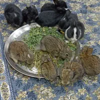 تعدادی بچه خرگوش  ۱ ماهه