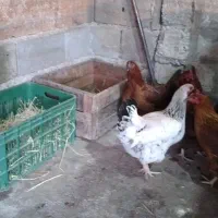 مرغ محلی گلپایگانی هشت ماهه تخم گذار|حیوانات مزرعه|دالخانی, |دیوار