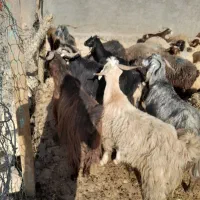 60راس میش آبستن سنگین با ۳۰تا بز جوان|حیوانات مزرعه|کوهدشت, |دیوار