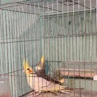 عروس هلندی نره و ماده|پرنده|ماسال, |دیوار