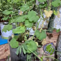 انواع گل ها|گل و گیاه طبیعی|الوند, |دیوار