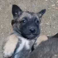 توله سگ|سگ|فشم, |دیوار