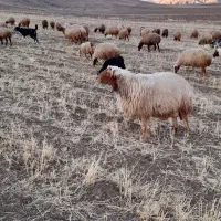 قوچ|حیوانات مزرعه|هلیلان, |دیوار