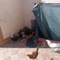 جوجه مرغ و خروس ۷ ماهه و لاری ۷ ماهه|حیوانات مزرعه|طبس, |دیوار