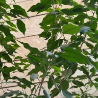 گل های آپارتمانی