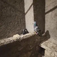 جفت پولکی|پرنده|چناران, |دیوار