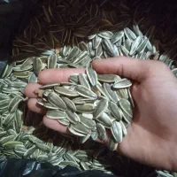 تخمه آفتابگردان 400s1