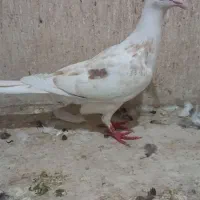 سفید خال دار جوجه خطی ۶پر انداخته