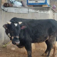 گاو نر پرواری