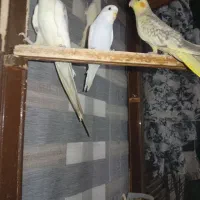 پرنده