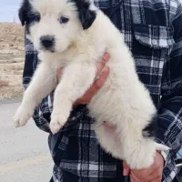 سگ قهدرجونی