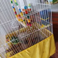 طوطی برزیلی سالم یک ساله|پرنده|تهران, سبلان (لشگر)|دیوار