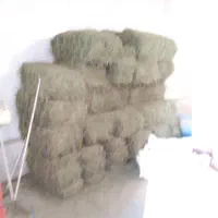 ینجه درجه یک