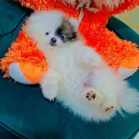 پامر خرسی عروسکی