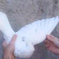 کبوتر تهرانی پرشی|پرنده|زابل, |دیوار