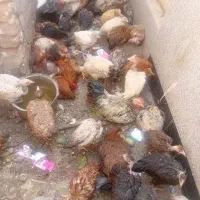 مرغ خروس رسمی گردن لختی  قیمت مناسب|حیوانات مزرعه|قم, یزدان‌شهر|دیوار