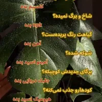 کودگرانول و هیومیک اسید و قرص کود|گل و گیاه طبیعی|اهواز, منبع اب|دیوار