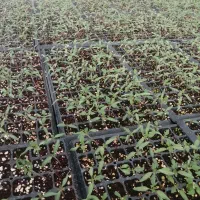 نشاگوجه‌فرنگی بدرو وبریویو دستگیردریافت سفارش کاشت