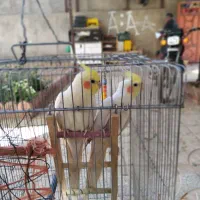 عروس هلندی|پرنده|سجاس رود, |دیوار