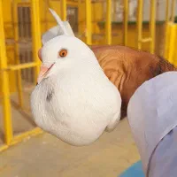 کبوتر پاکستانی|پرنده|چابهار, |دیوار