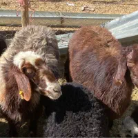 میش ابستن سنگین و بره دار