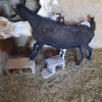 بز و گیسه|حیوانات مزرعه|زرند, |دیوار