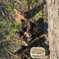 واگذاری توله سگ بومی