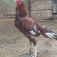 خروس لاری ا