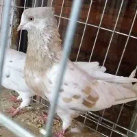 چند جفت کفتر ناب